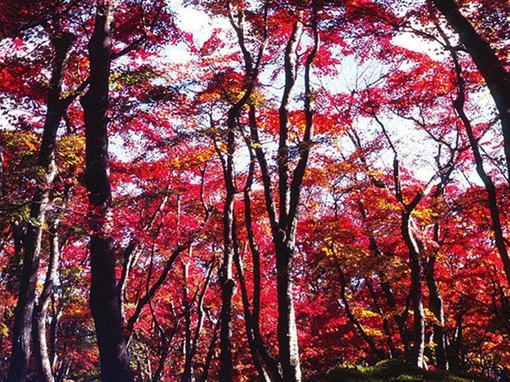 Gora Hanaougi Hakone Extérieur photo