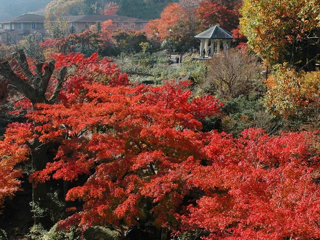 Gora Hanaougi Hakone Extérieur photo